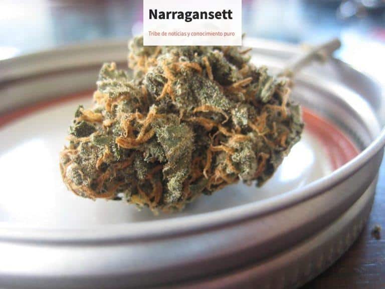 flores de CBD