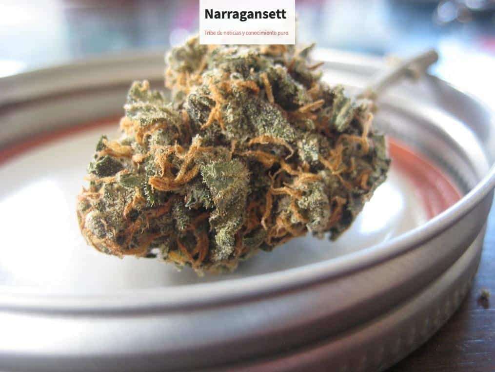 flores de CBD
