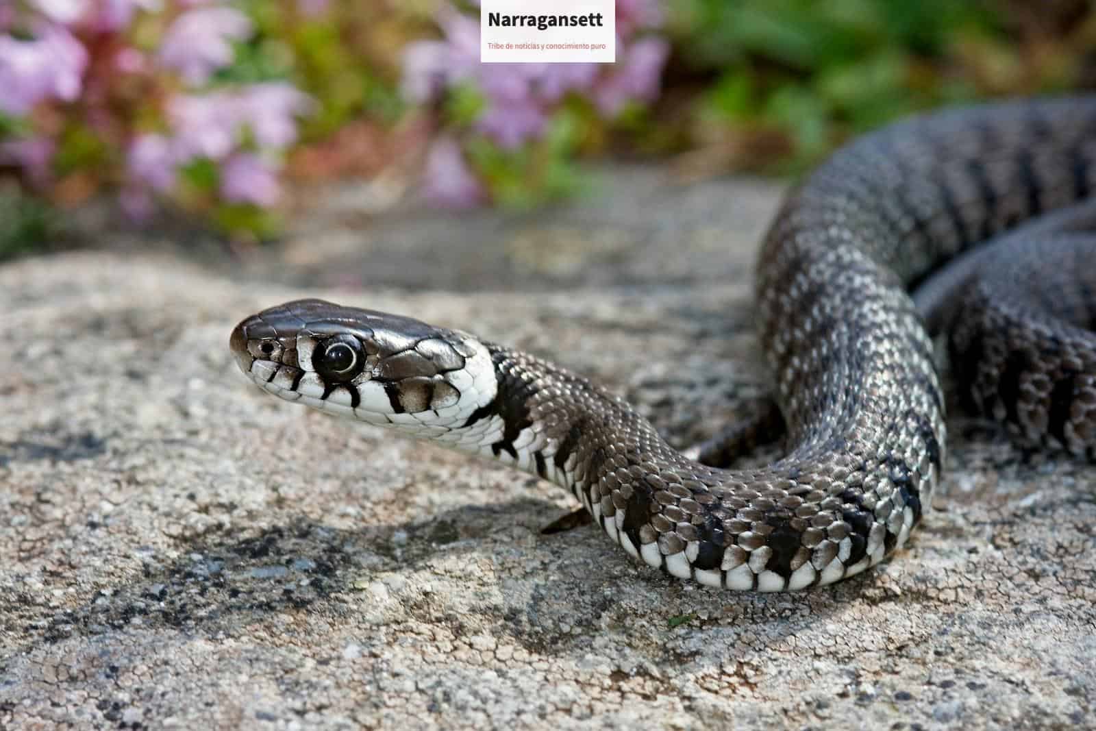 a close up of a snake on a rock