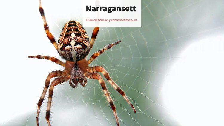 brown and black spider close-up photography