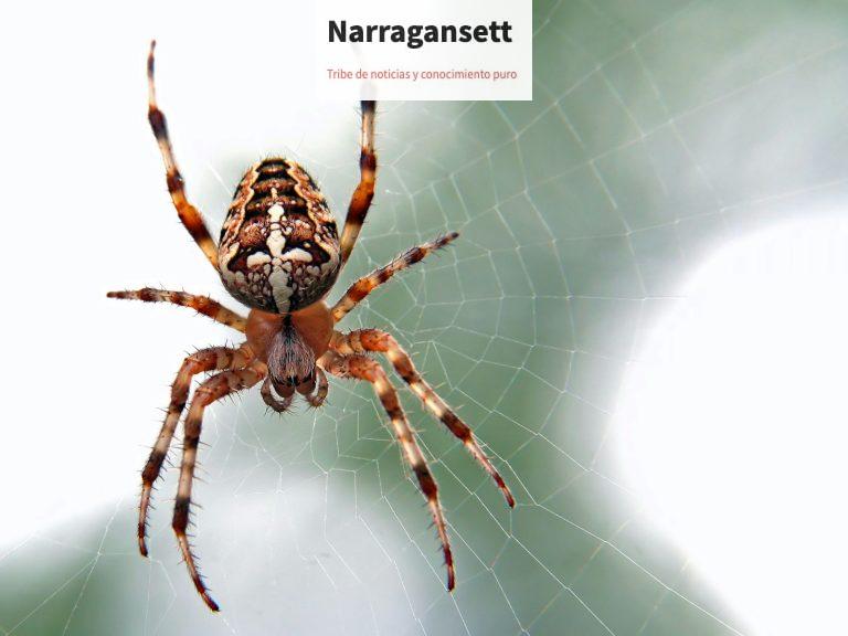 brown and black spider close-up photography