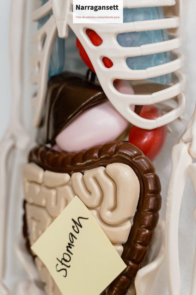 cuerpo humano