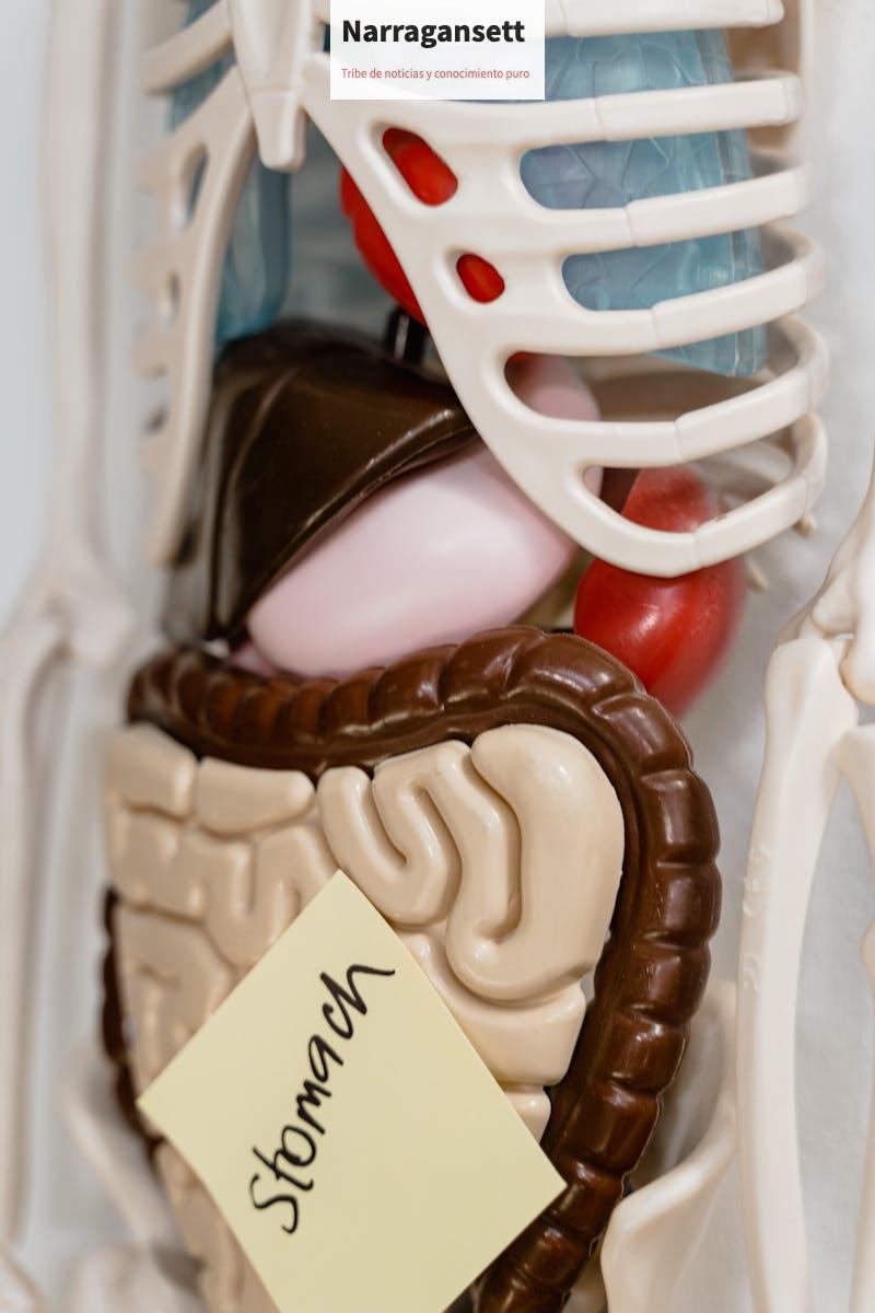 cuerpo humano