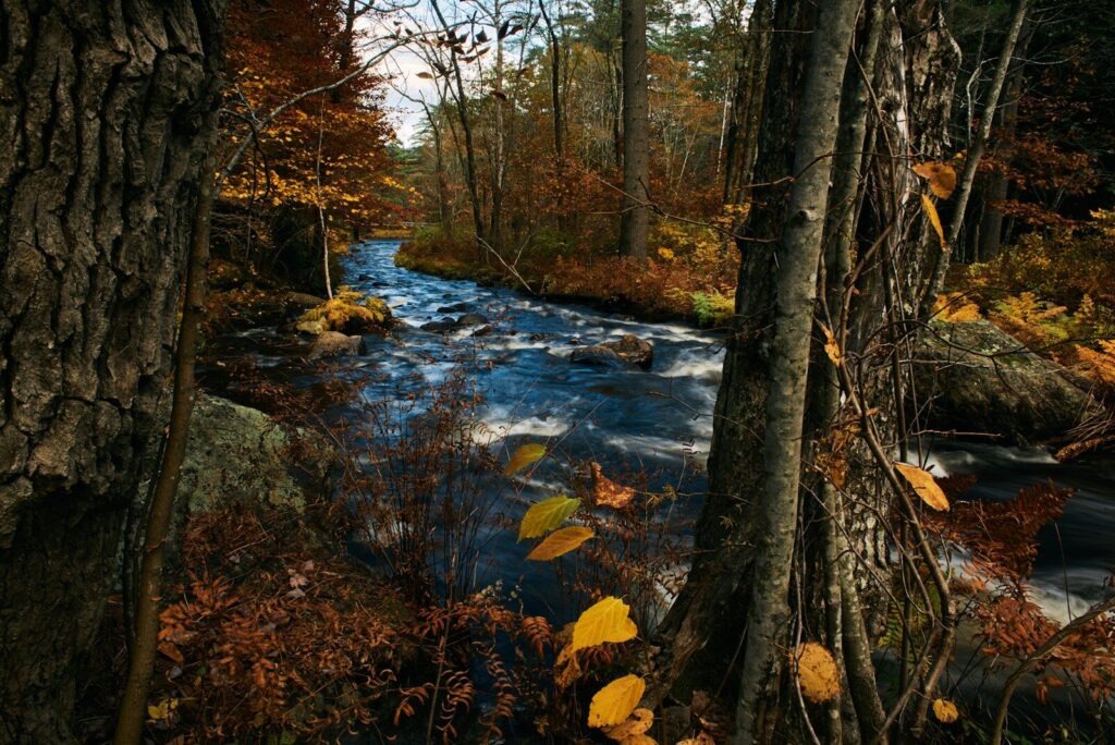 Río entre bosques de otoño en el noreste de Estados Unidos, tierra de los narragansett y otras tribus indias americanas
